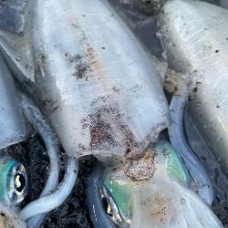 2025 佐渡ヶ島エギング Vol.38【10月24日】