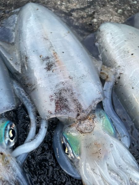 2025 佐渡ヶ島エギング Vol.38【10月24日】