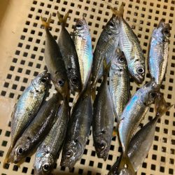 定点観測で豆アジング