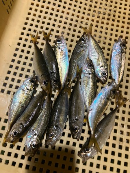 定点観測で豆アジング