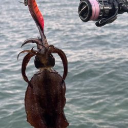 エギングまだまだ釣れます