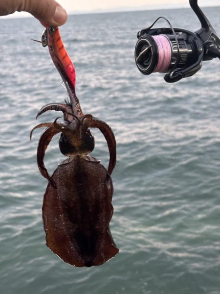 エギングまだまだ釣れます