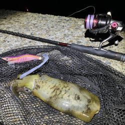 秋🦑　タコに注意！