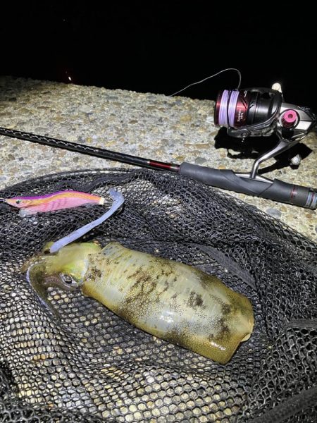 秋🦑　タコに注意！