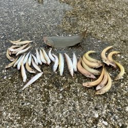 ついでに舌平目getの大漁で大歓喜