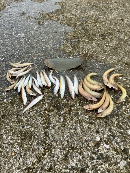 ついでに舌平目getの大漁で大歓喜