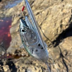 和歌山沖磯ロックショア