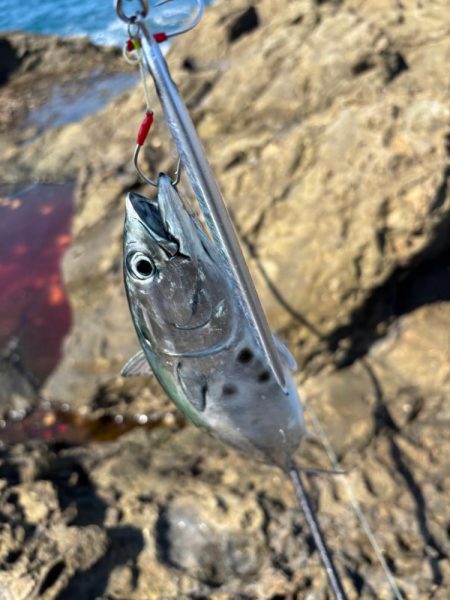 和歌山沖磯ロックショア