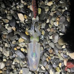 アオリイカ釣行