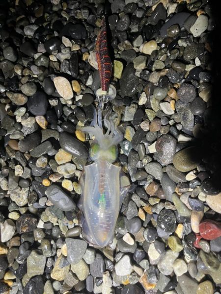 アオリイカ釣行