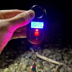 アオリイカ自己ベスト更新