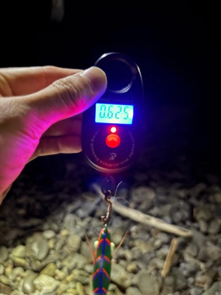 アオリイカ自己ベスト更新