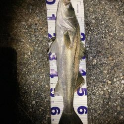 シーバスフィッシング