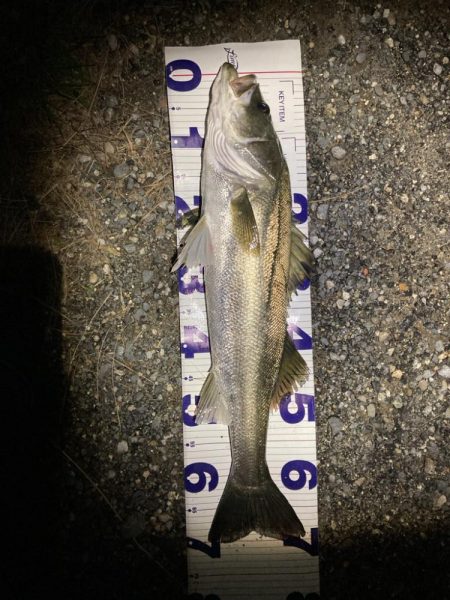 シーバスフィッシング