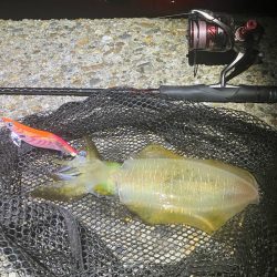 秋🦑何とか5杯(^.^)