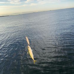 朝マヅメ釣行