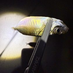 アジングに沼る私