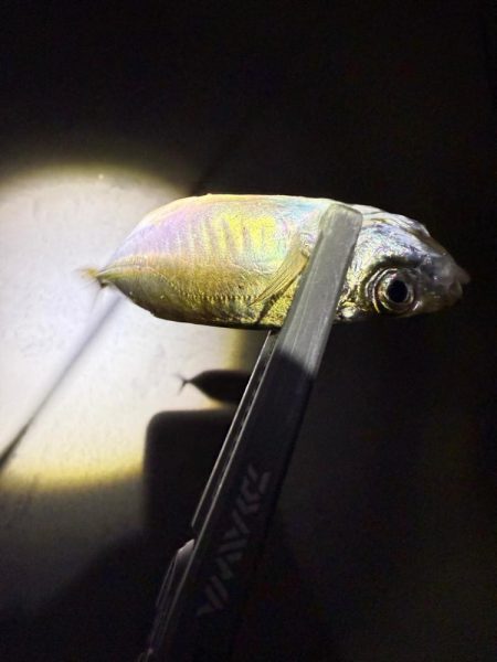 アジングに沼る私