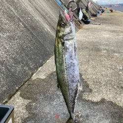 まだ祭り継続で多種の参加