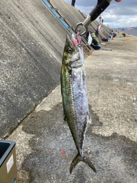 まだ祭り継続で多種の参加