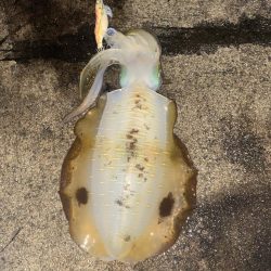 アオリがやっとツー抜き