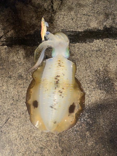 アオリがやっとツー抜き