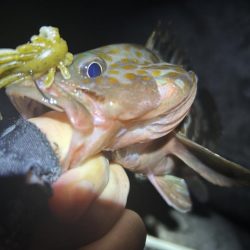 たまに釣れるお魚