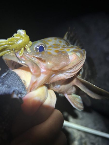 たまに釣れるお魚