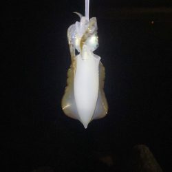 アジとアオリイカって