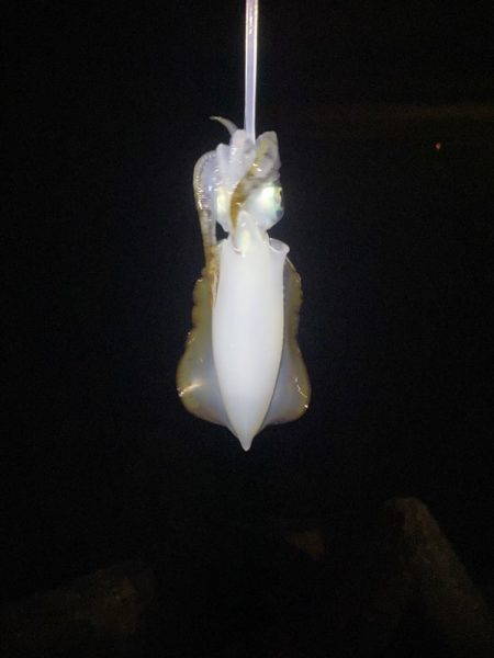 アジとアオリイカって