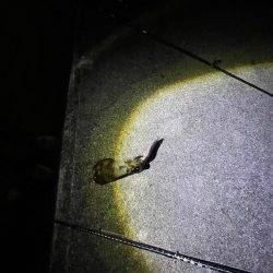 エギング　厳しい………