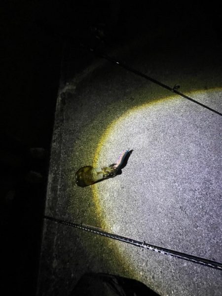 エギング　厳しい………