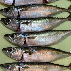 サバゲーでプラクティス