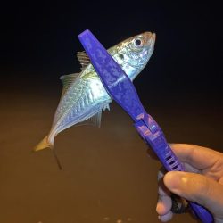 雨のアジング強行