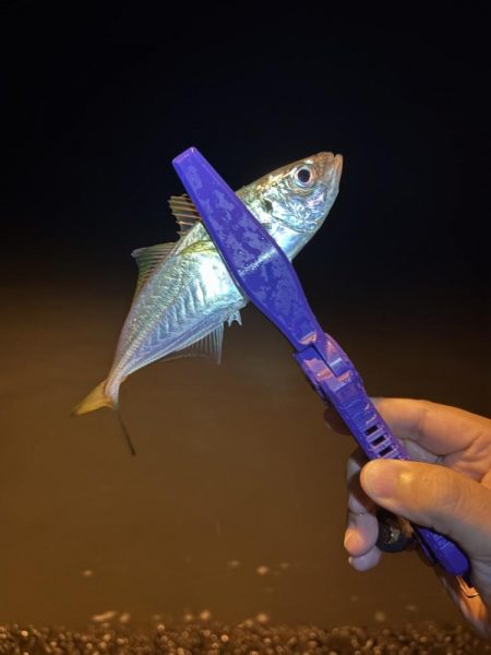 雨のアジング強行