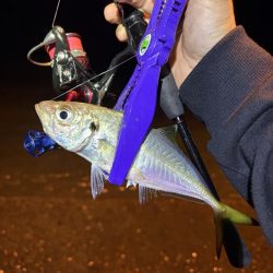 アジング釣査　爆釣