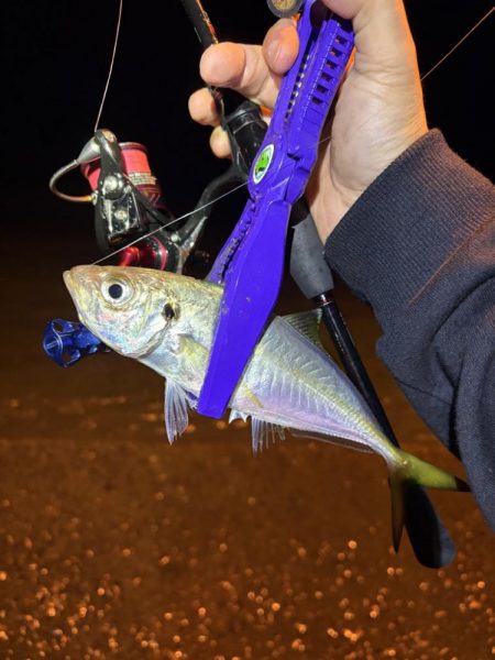 アジング釣査　爆釣