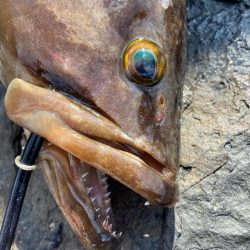 美味しそうなアラ