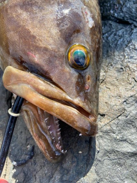 美味しそうなアラ