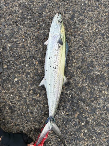 サワラ釣りたい