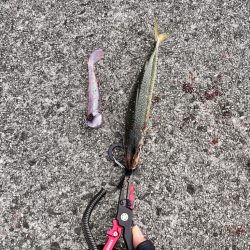 サバが沸いていた