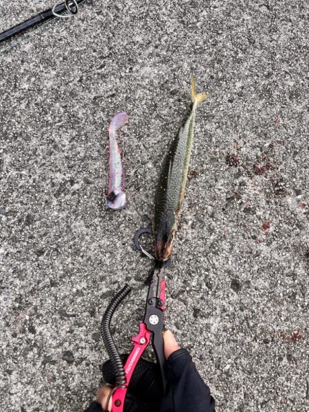 サバが沸いていた