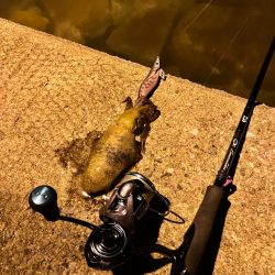 ナイトエギング