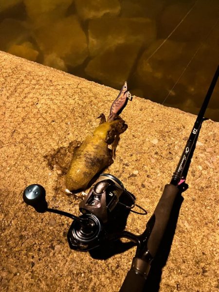 ナイトエギング