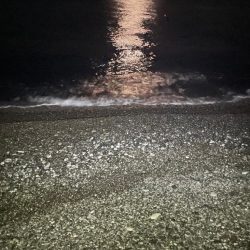 サーフカゴ釣り