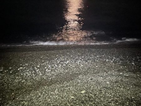 サーフカゴ釣り