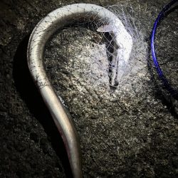 納竿直前の大物！