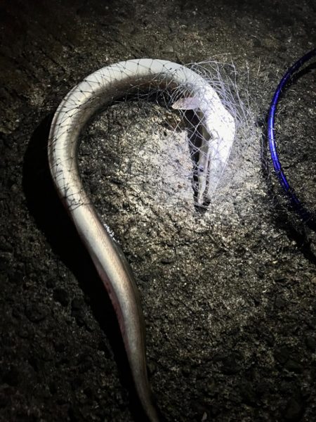 納竿直前の大物！