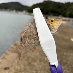 秋イカ探し　失敗2