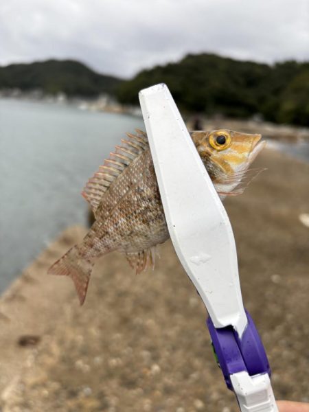 秋イカ探し　失敗2